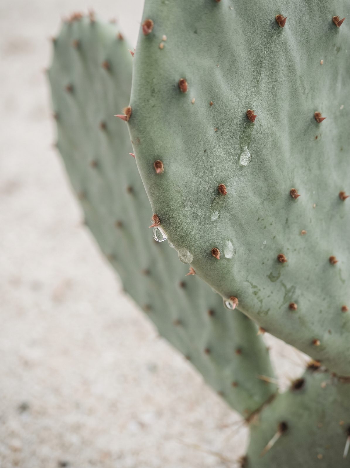 Cactus