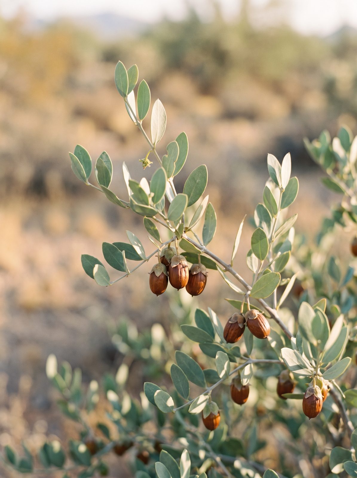 Jojoba